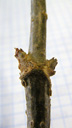 schwarzer holunder (sambucus nigra) seitenknospe; knospen nur am grund locker von knospenschuppen umgeben, lentizellen gross und warzig || foto details: 2009-01-26, innsbruck, austria, Pentax W60. keywords: sambucus vulgaris, sureau, seu, sambuco